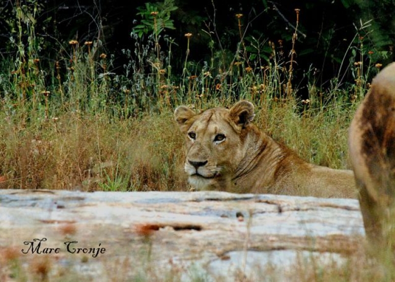 Lion King Tour image 8