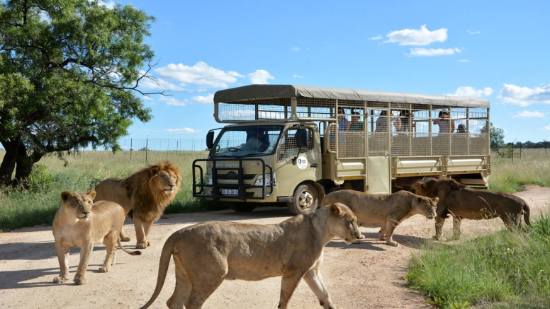 2 Hour Guided Safari Lion & Safari PArk image 3