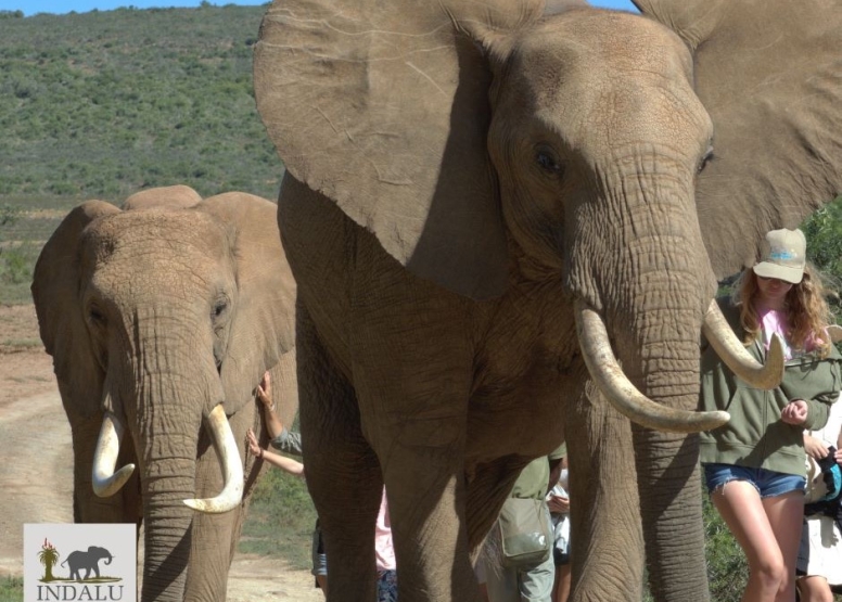 Elephant Interaction Mossel Bay image 6