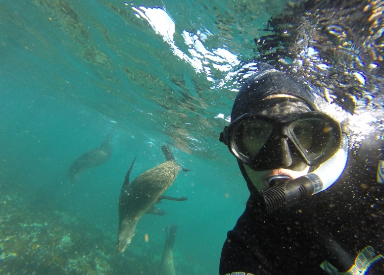 Seal Snorkeling with Cape Town Bucket List image 4