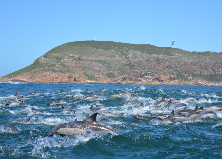 Whale and dolphin watching tour image 3