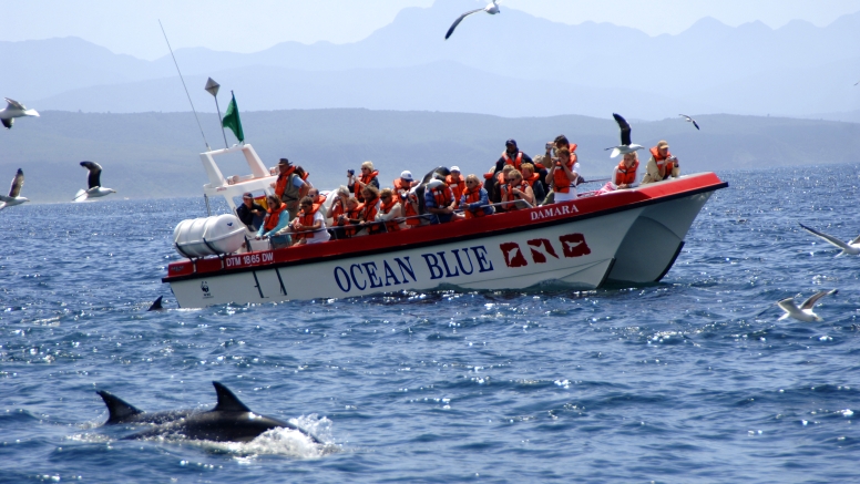 Whale Watching Encounter image 3