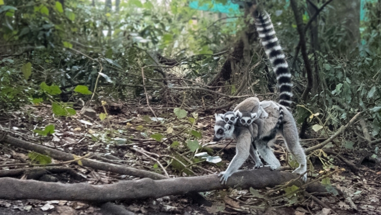 Monkeyland and Jukani Wildlife Sanctuary image 9