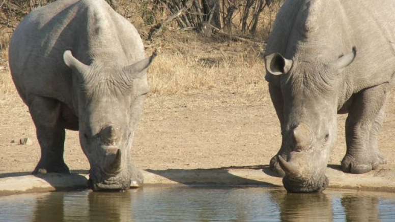 Rhino 4 day safari image 2