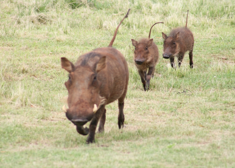 Game Drive Bakubung Gate SADC Citizen image 4