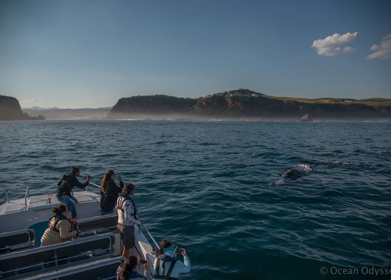 Knysna Whale Watching - Close Encounters image 10
