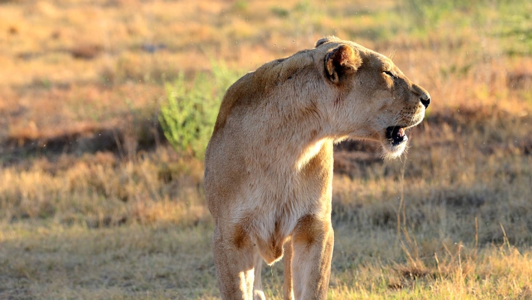 2 Hour Guided Safari Lion & Safari PArk image 4