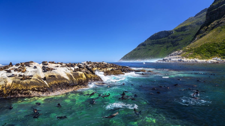 Seal Snorkeling with Cape Town Bucket List image 1
