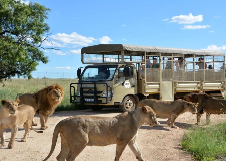 2 Hour Guided Safari Lion & Safari PArk image 3