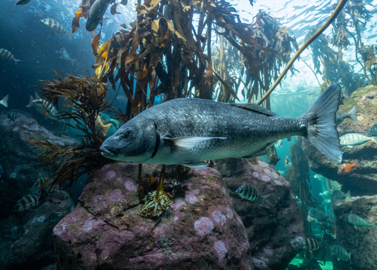 Two Oceans Aquarium Day Visit image 13