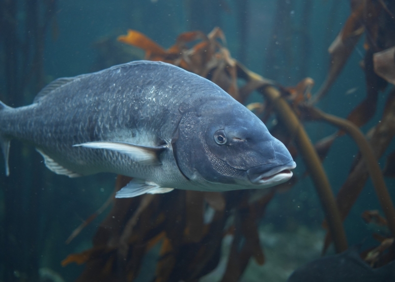Two Oceans Aquarium Day Visit image 5