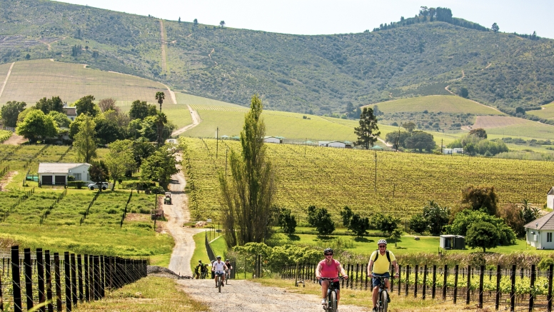 Stellenbosch Vineyard Meander image 5