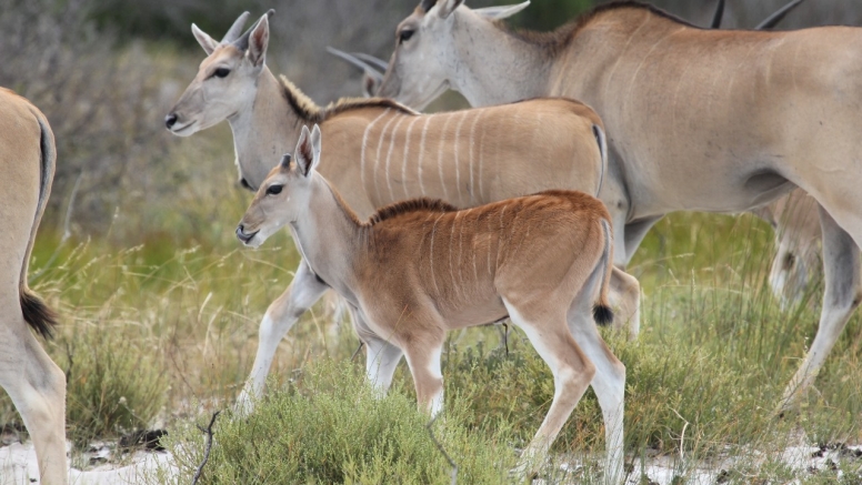 Afternoon Game Drive Yzerfontein image 8