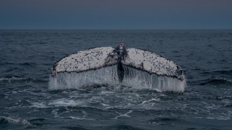 Knysna Whale Watching - Close Encounters image 12