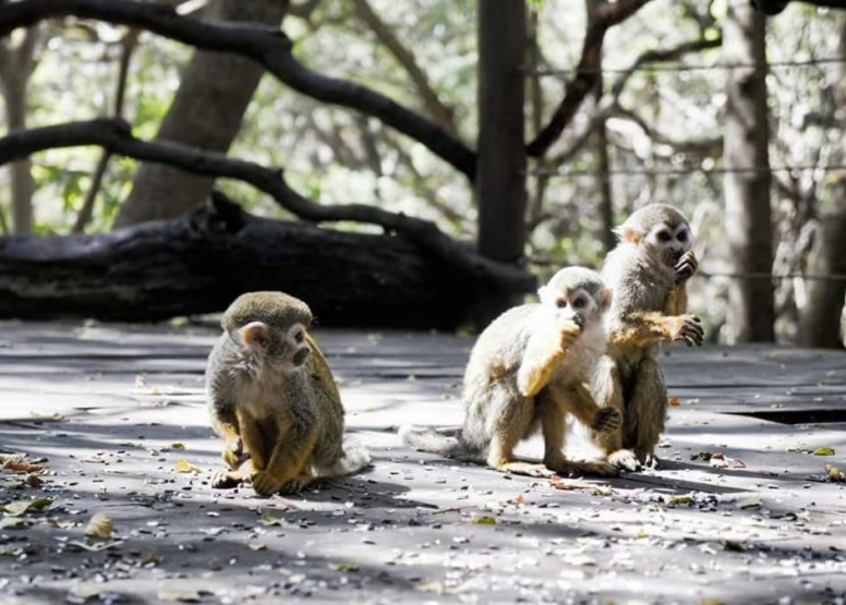 Harties Monkey Sanctuary Feeding Tour image 4
