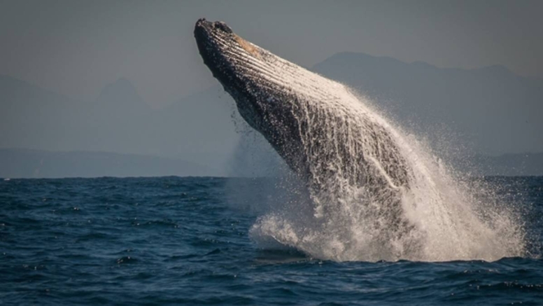 Knysna Whale Watching - Close Encounters image 3