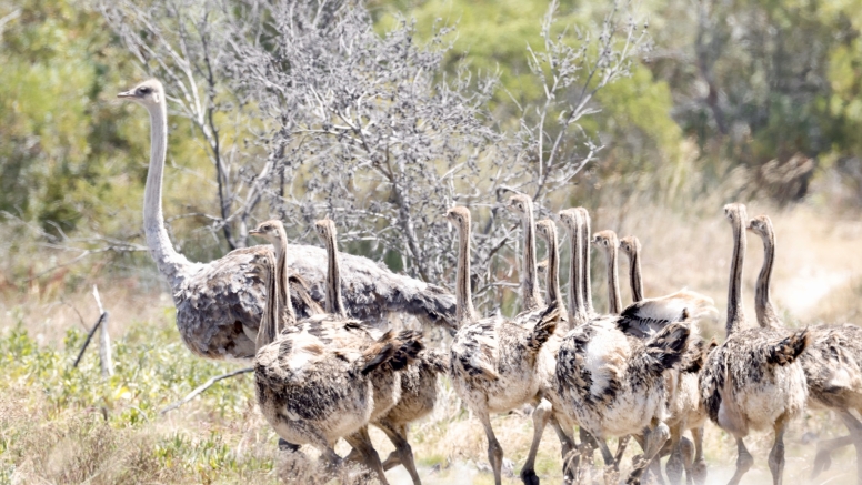 Afternoon Game Drive Yzerfontein image 2