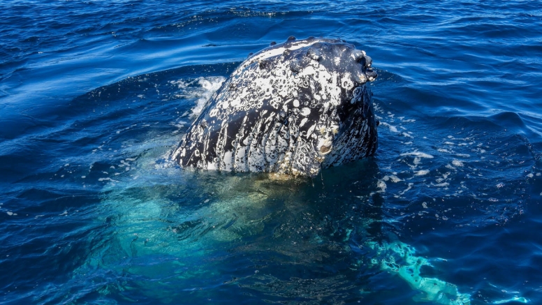 Knysna Whale Watching - Close Encounters image 6