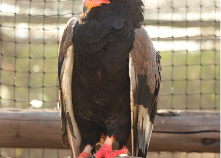 BLyde River Canyon and Moholoholo Wildlife Rehab Centre - 1 Day image 12