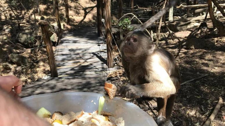 Harties Monkey Sanctuary Tour image 6