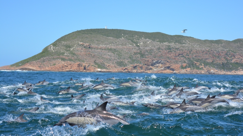 Whale and dolphin watching tour image 3