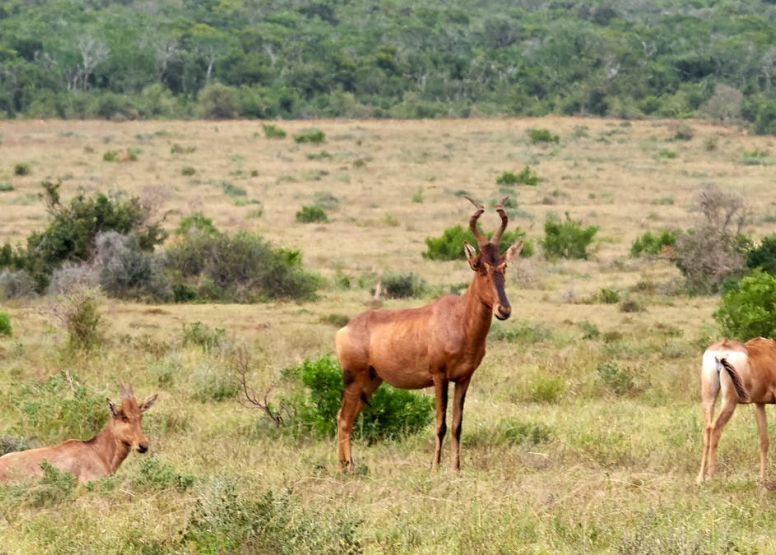 Addo Park & Schotia Safari image 3