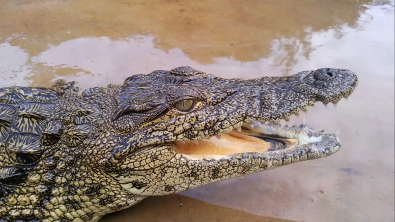 1 Hour Guided Crocodile Tour image 6