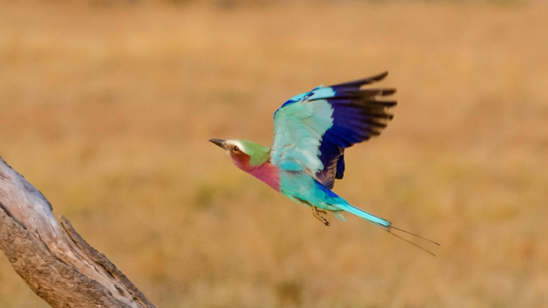 Full Day KNP Safari With Open Vehicle image 5