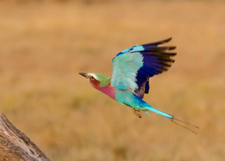 Full Day KNP Safari With Open Vehicle image 5