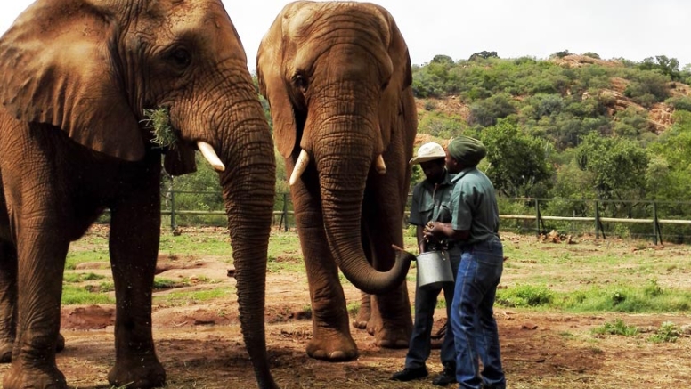 Elephant Interaction and Monkey Sanctuary Tour image 5