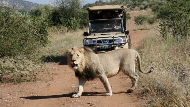 Scheduled Game Drive Manyane Gate Pilanesberg Game Reserve image 7