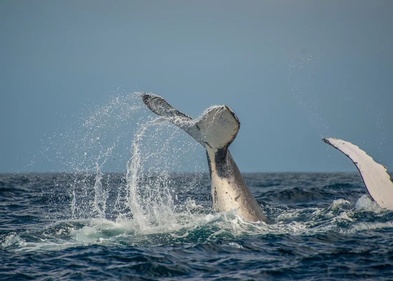 Knysna Whale Watching - Close Encounters image 11