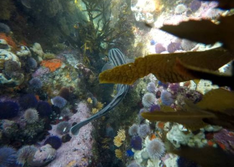 Great African Sea Forest Single Scuba Dive Boat Entry image 8