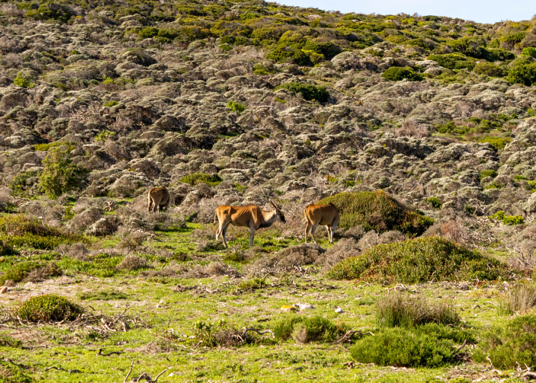 Half Day Cape Point image 3