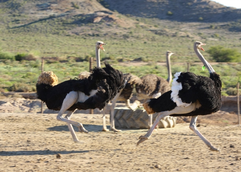 Traditional Ostrich Tour image 1