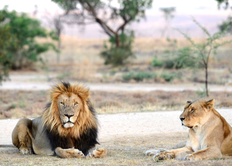 2 Hour Guided Safari Lion & Safari PArk image 1