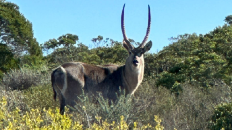 Afternoon Game Drive Yzerfontein image 3