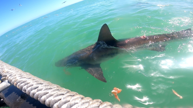 Abseil Shark Cage Diving and Whale Watching Adventure Combo Cape Town image 7