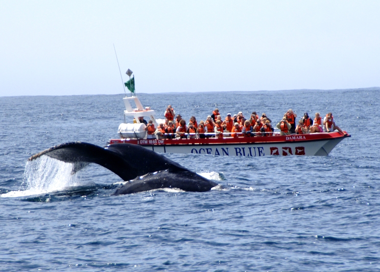 Whale Watching Encounter image 2