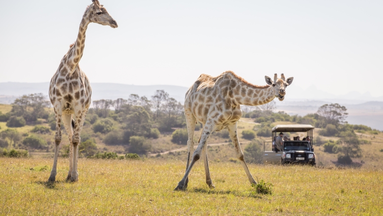 Guided Game Drives image 8