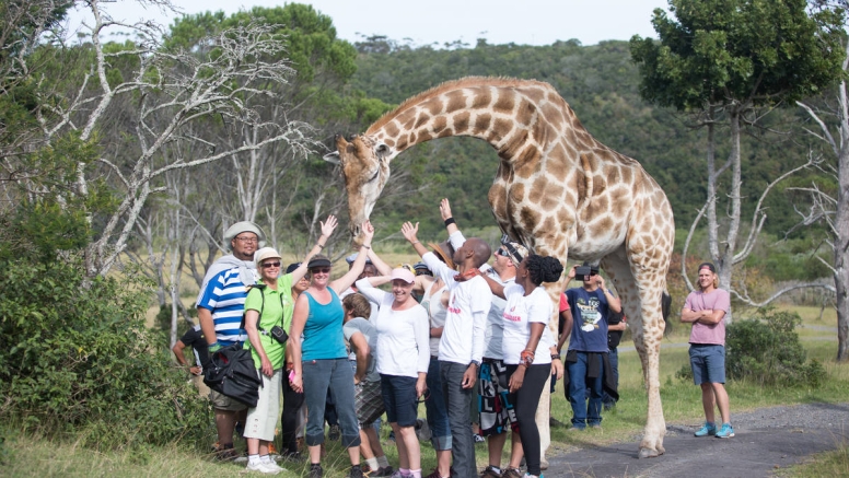 Giraffe Experience image 4