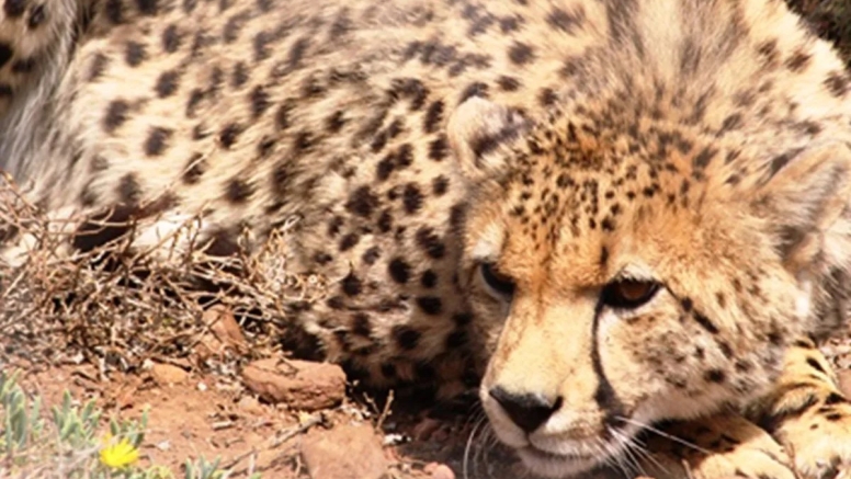 Free Roaming Cheetah Experience image 4