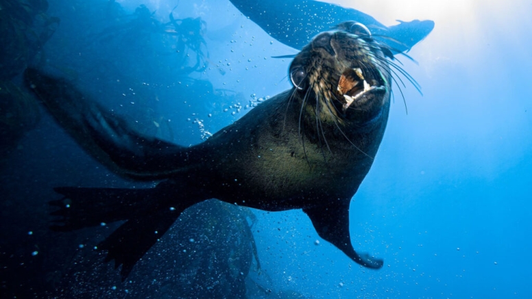 Freedive or snorkel with Seals Simon's Town image 2