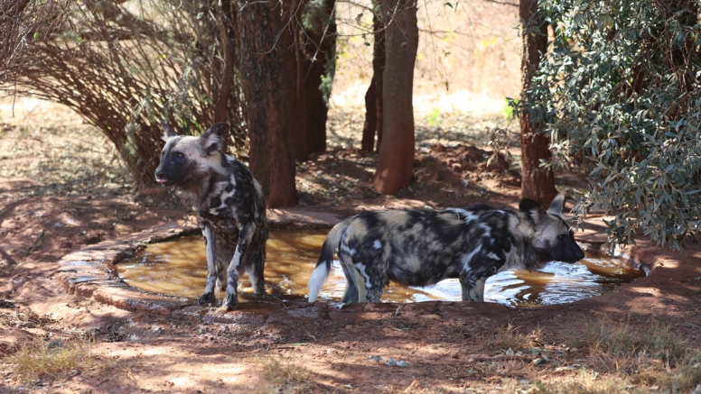 Savannah Trail Guided Walk Bothongo Rhino and Lion Nature Reserve image 8