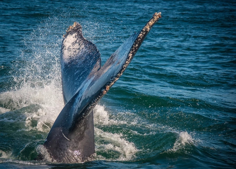Knysna Whale Watching - Close Encounters image 9