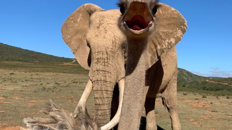 Elephant Interaction Mossel Bay image 2