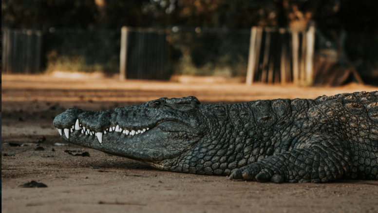 1 Hour Guided Crocodile Tour image 1
