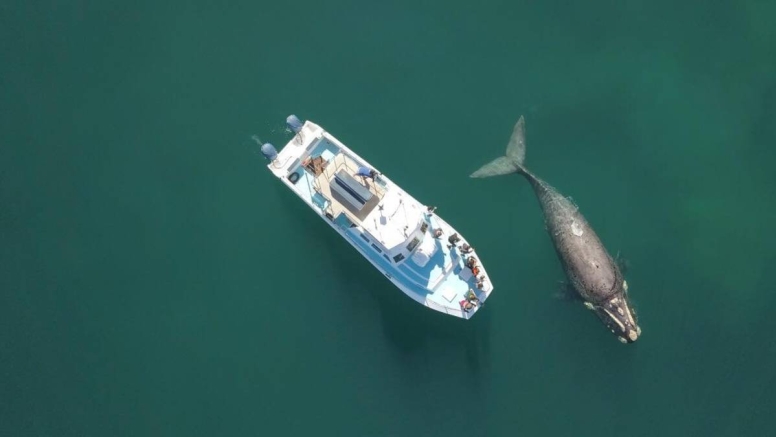 Abseil Shark Cage Diving and Whale Watching Adventure Combo Cape Town image 5