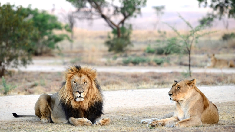 2 Hour Guided Safari Lion & Safari PArk image 1