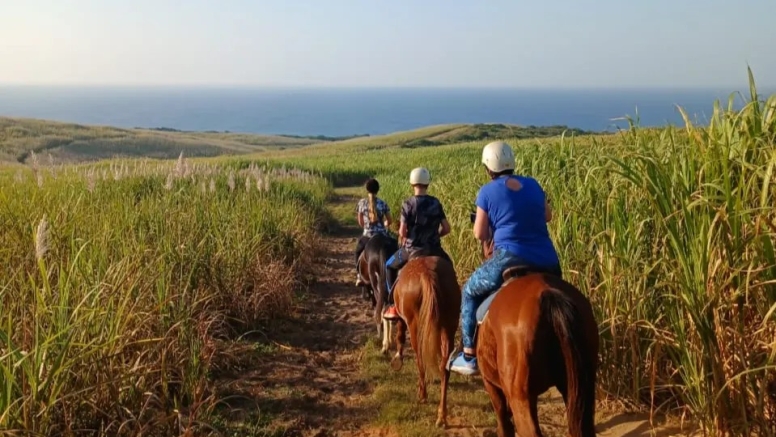 30 Minute Beach Horse Ride Ballito image 6